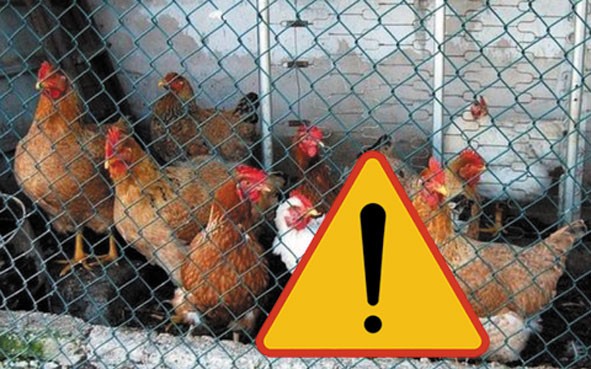 Uwaga ptasia grypa – zakaz handlu